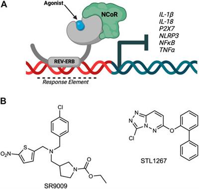 REV-ERB activation as a novel pharmacological approach for treating inflammatory pain